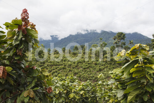 Kakaofeld (Ecuador, UROCAL) - lobOlmo Fair-Trade-Fotoarchiv