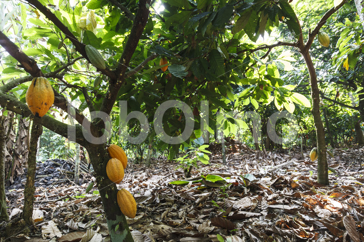 Kakaofeld (Ghana, Kuapa Kokoo) - lobOlmo Fair-Trade-Fotoarchiv