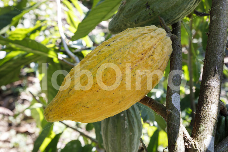 Kakaofrucht (Bolivien, EL CEIBO) - lobOlmo Fair-Trade-Fotoarchiv