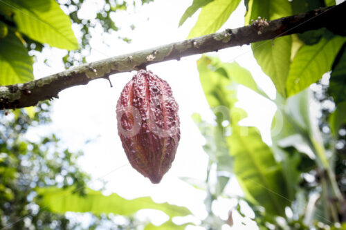 Kakaofrucht (Ecuador, UROCAL) - lobOlmo Fair-Trade-Fotoarchiv