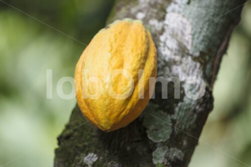 Kakaofrucht (Ghana, Kuapa Kokoo) - lobOlmo Fair-Trade-Fotoarchiv