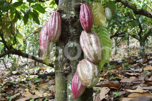 Kakaofrüchte (Belize, TCGA) - lobOlmo Fair-Trade-Fotoarchiv