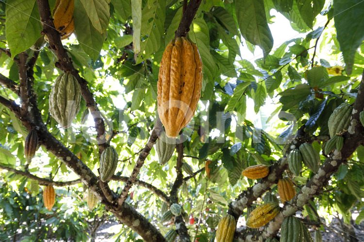 Kakaofrüchte (Bolivien, EL CEIBO) - lobOlmo Fair-Trade-Fotoarchiv