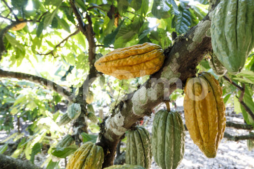 Kakaofrüchte (Bolivien, EL CEIBO) - lobOlmo Fair-Trade-Fotoarchiv