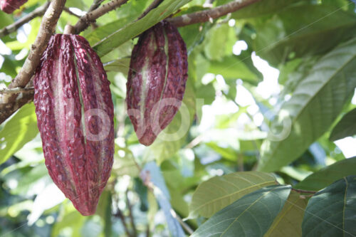 Kakaofrüchte (Ecuador, UROCAL) - lobOlmo Fair-Trade-Fotoarchiv