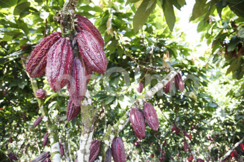 Kakaofrüchte (Ecuador, UROCAL) - lobOlmo Fair-Trade-Fotoarchiv