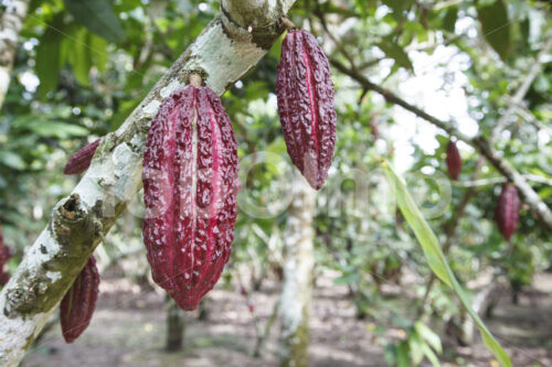 Kakaofrüchte (Ecuador, UROCAL) - lobOlmo Fair-Trade-Fotoarchiv