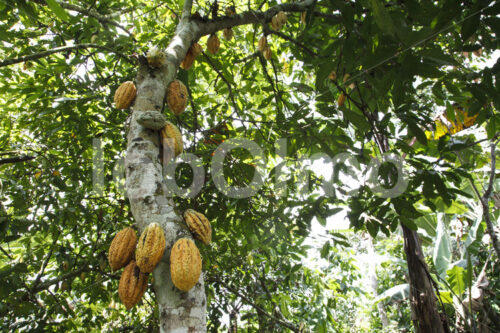 Kakaofrüchte (Ghana, ABOCFA) - lobOlmo Fair-Trade-Fotoarchiv