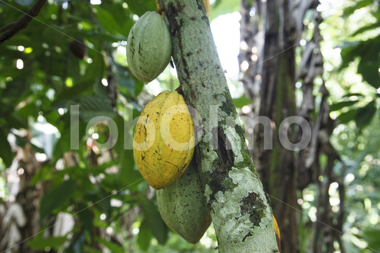 Kakaofrüchte (Ghana, ABOCFA) - lobOlmo Fair-Trade-Fotoarchiv