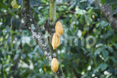 Kakaofrüchte (Ghana, Kuapa Kokoo) - lobOlmo Fair-Trade-Fotoarchiv