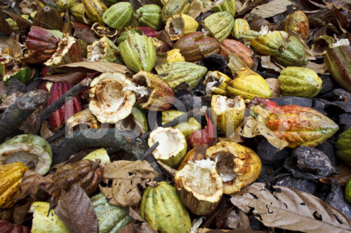 Kakaoschalen (Belize, TCGA) - lobOlmo Fair-Trade-Fotoarchiv