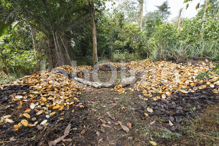 Kakaoschalen (Ghana, Kuapa Kokoo) - lobOlmo Fair-Trade-Fotoarchiv