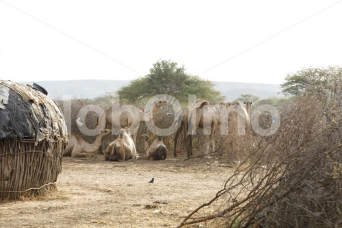 Kamele (Kenia, BeadWORKS) - lobOlmo Fair-Trade-Fotoarchiv