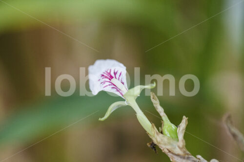 Kardamomblüte (Sri Lanka, PODIE) - lobOlmo Fair-Trade-Fotoarchiv