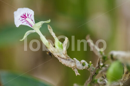 Kardamomblüte (Sri Lanka, PODIE) - lobOlmo Fair-Trade-Fotoarchiv