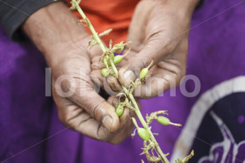 Kardamomernte (Sri Lanka, PODIE) - lobOlmo Fair-Trade-Fotoarchiv