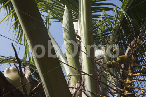 Kokosblüte (Sri Lanka, MOPA/BioFoods) - lobOlmo Fair-Trade-Fotoarchiv