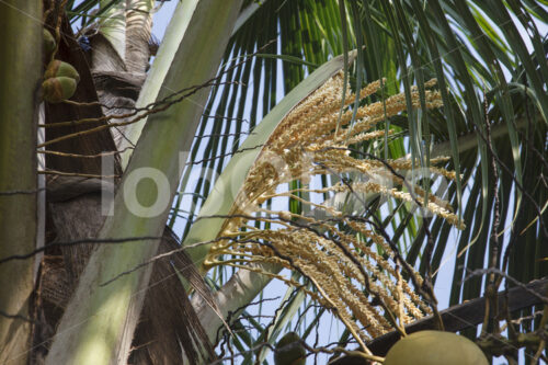 Kokosblüte (Sri Lanka, MOPA/BioFoods) - lobOlmo Fair-Trade-Fotoarchiv