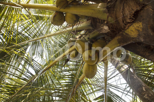 Kokosnüsse (Sri Lanka, MOPA/BioFoods) - lobOlmo Fair-Trade-Fotoarchiv