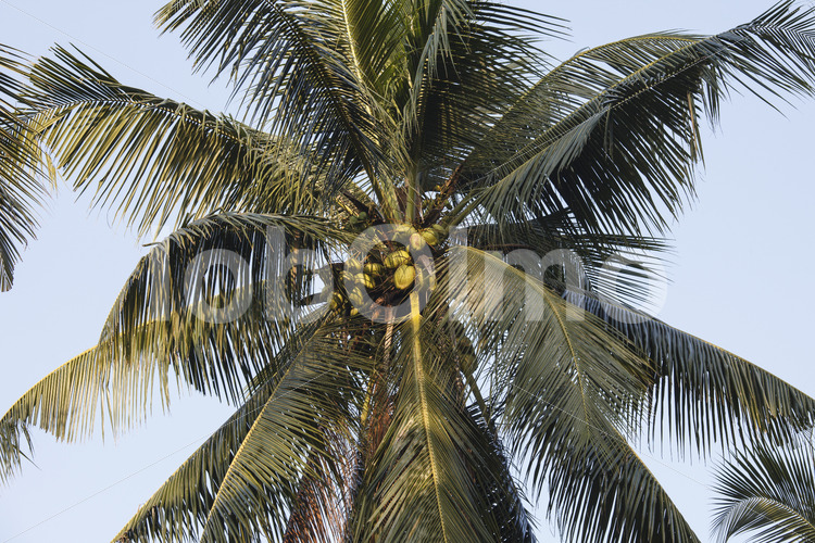 Kokosnüsse (Sri Lanka, MOPA/BioFoods) - lobOlmo Fair-Trade-Fotoarchiv