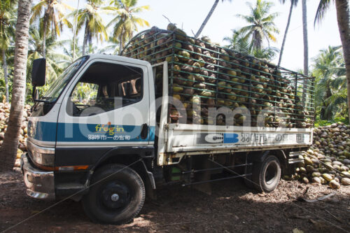 Kokosnussernte (Sri Lanka, MOPA/BioFoods) - lobOlmo Fair-Trade-Fotoarchiv