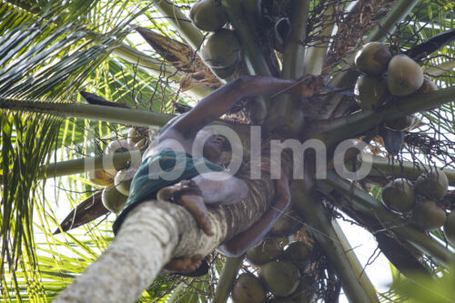 Kokosnussernte (Sri Lanka, MOPA/BioFoods) - lobOlmo Fair-Trade-Fotoarchiv