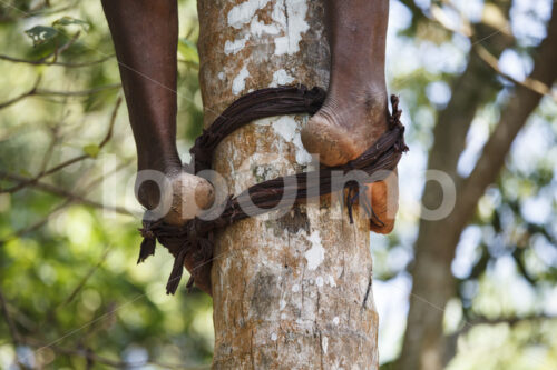 Kokosnussernte (Sri Lanka, MOPA/BioFoods) - lobOlmo Fair-Trade-Fotoarchiv