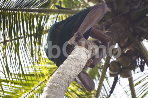 Kokosnussernte (Sri Lanka, MOPA/BioFoods) - lobOlmo Fair-Trade-Fotoarchiv