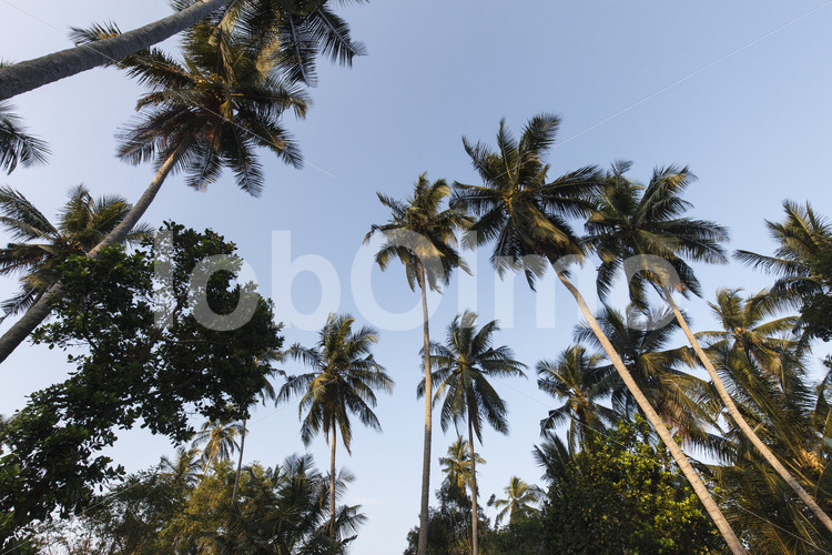 Kokospalmen (Sri Lanka, MOPA/BioFoods) - lobOlmo Fair-Trade-Fotoarchiv