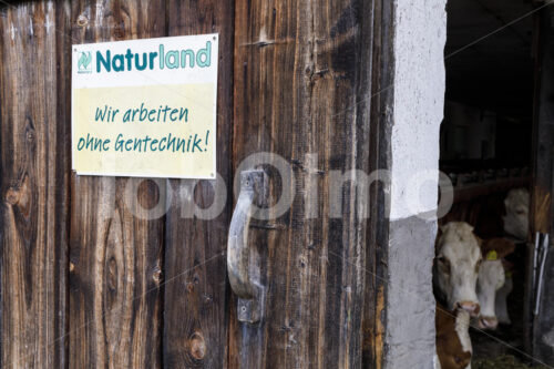 Kuhstall (Deutschland, Molkerei BGD) - lobOlmo Fair-Trade-Fotoarchiv