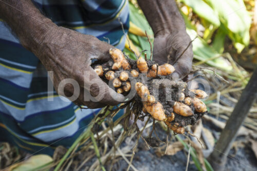 Kurkumaernte (Sri Lanka, PODIE) - lobOlmo Fair-Trade-Fotoarchiv