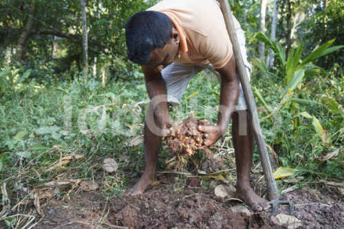 Kurkumaernte (Sri Lanka, PODIE) - lobOlmo Fair-Trade-Fotoarchiv