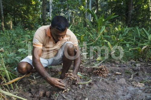 Kurkumaernte (Sri Lanka, PODIE) - lobOlmo Fair-Trade-Fotoarchiv