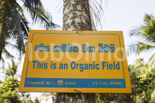 Kurkumafeld (Sri Lanka, PODIE) - lobOlmo Fair-Trade-Fotoarchiv