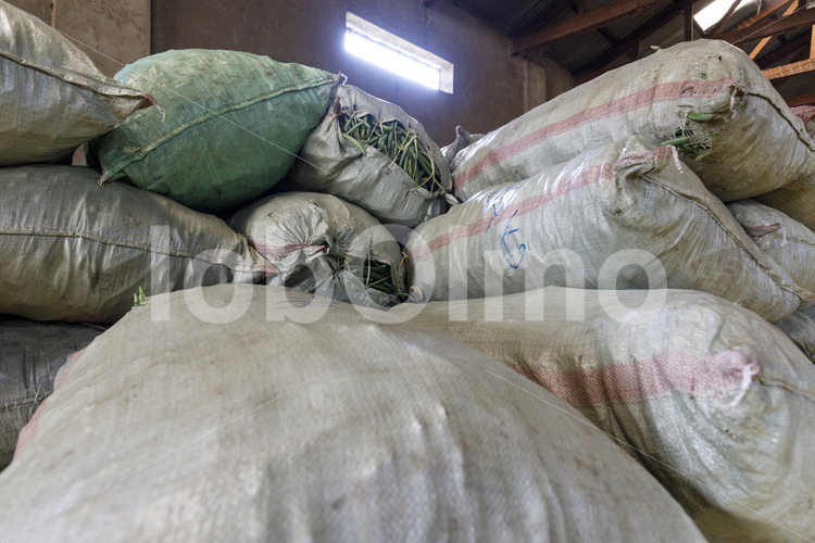 Lager für grüne Vanilleschoten (Uganda, RFCU) - lobOlmo Fair-Trade-Fotoarchiv