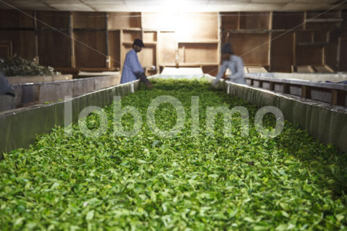Lüften von Teeblättern (Nepal, KTE) - lobOlmo Fair-Trade-Fotoarchiv