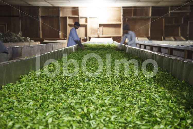 Lüften von Teeblättern (Nepal, KTE) - lobOlmo Fair-Trade-Fotoarchiv
