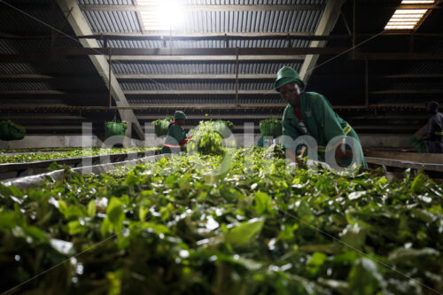 Lüften von Teeblättern (Tansania, RBTC-JE/WATCO) - lobOlmo Fair-Trade-Fotoarchiv