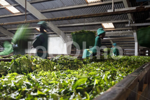 Lüften von Teeblättern (Tansania, RBTC-JE/WATCO) - lobOlmo Fair-Trade-Fotoarchiv