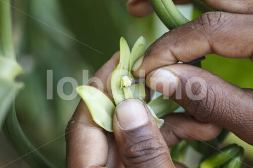 Manuelle Bestäubung einer Vanilleblüte (Sri Lanka, PODIE) - lobOlmo Fair-Trade-Fotoarchiv