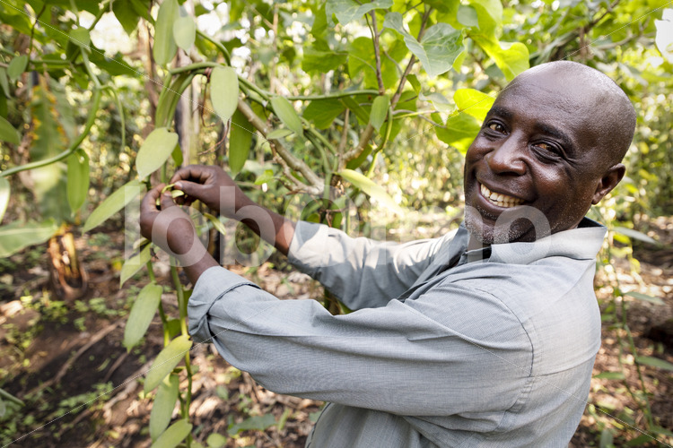 Manuelle Bestäubung einer Vanilleblüte (Uganda, RFCU) - lobOlmo Fair-Trade-Fotoarchiv