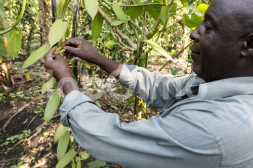 Manuelle Bestäubung einer Vanilleblüte (Uganda, RFCU) - lobOlmo Fair-Trade-Fotoarchiv