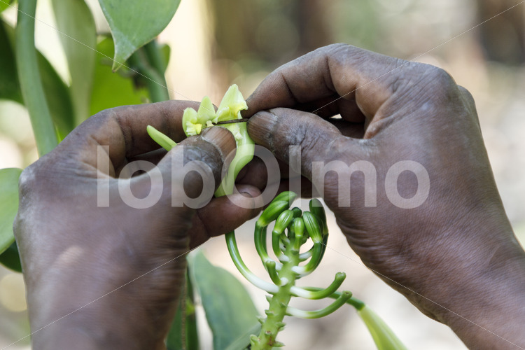 Manuelle Bestäubung einer Vanilleblüte (Uganda, RFCU) - lobOlmo Fair-Trade-Fotoarchiv