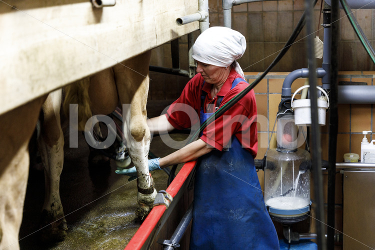 Melken (Deutschland, Molkerei BGD) - lobOlmo Fair-Trade-Fotoarchiv