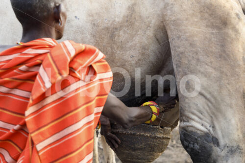 Melken eines Kamels (Kenia, BeadWORKS) - lobOlmo Fair-Trade-Fotoarchiv