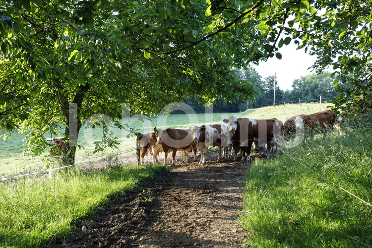 Milchkühe auf der Weide (Deutschland, Molkerei BGD) - lobOlmo Fair-Trade-Fotoarchiv