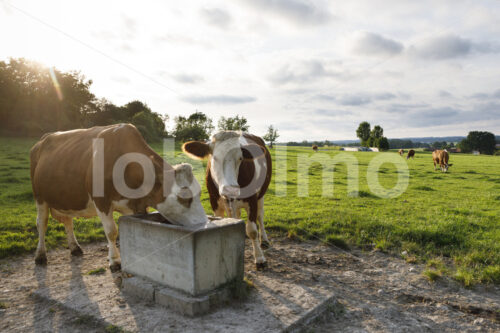 Milchkühe auf der Weide (Deutschland, Molkerei BGD) - lobOlmo Fair-Trade-Fotoarchiv