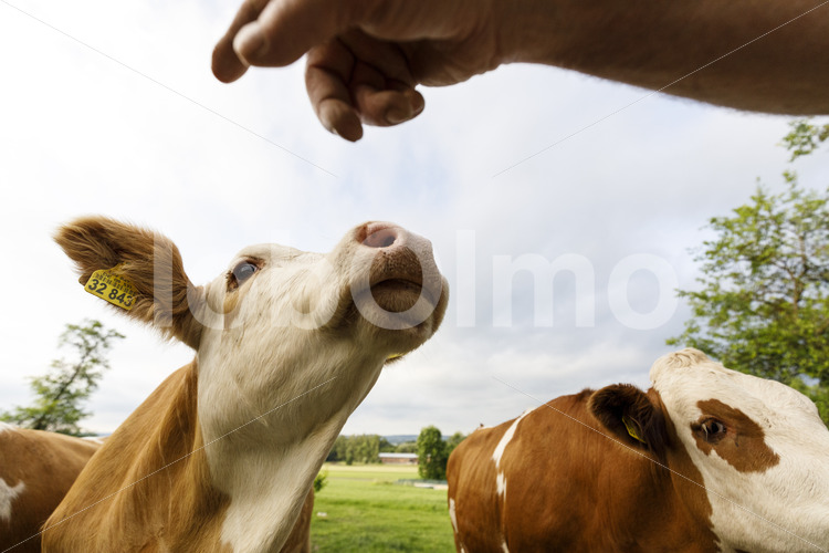 Milchkühe auf der Weide (Deutschland, Molkerei BGD) - lobOlmo Fair-Trade-Fotoarchiv