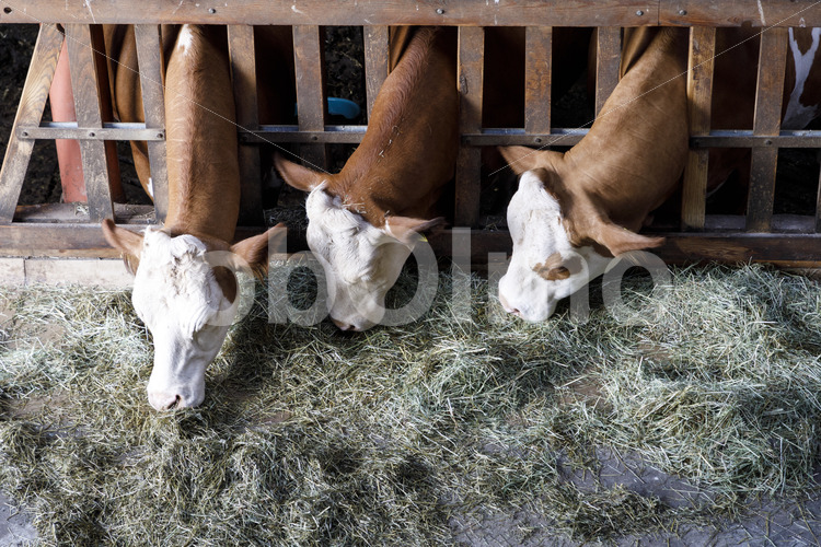 Milchkühe im Stall (Deutschland, Molkerei BGD) - lobOlmo Fair-Trade-Fotoarchiv