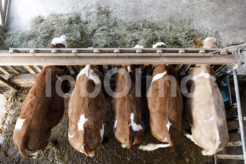 Milchkühe im Stall (Deutschland, Molkerei BGD) - lobOlmo Fair-Trade-Fotoarchiv